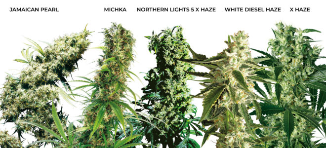 How To Choose A Medicinal Cannabis Strain - Sensi Seeds