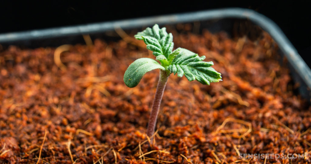 A small plant sprouting from soil