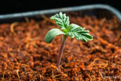 Una pequeña planta que brota del suelo.