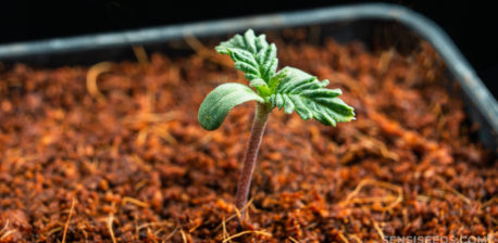 Una pequeña planta que brota del suelo.