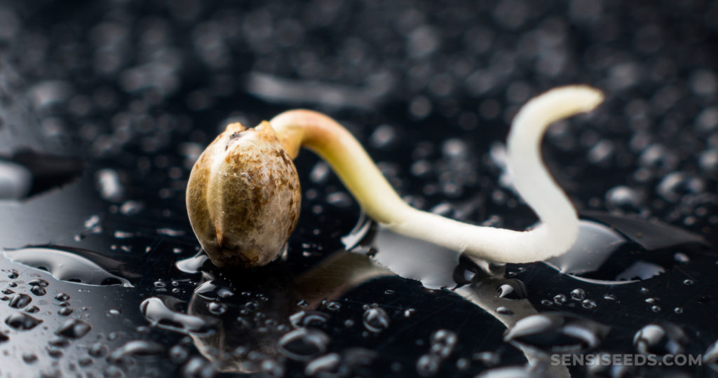 marijuana seeds