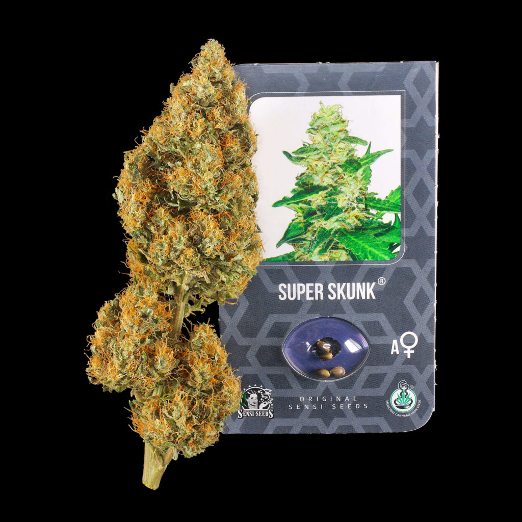 Super Skunk Marijuana Strain