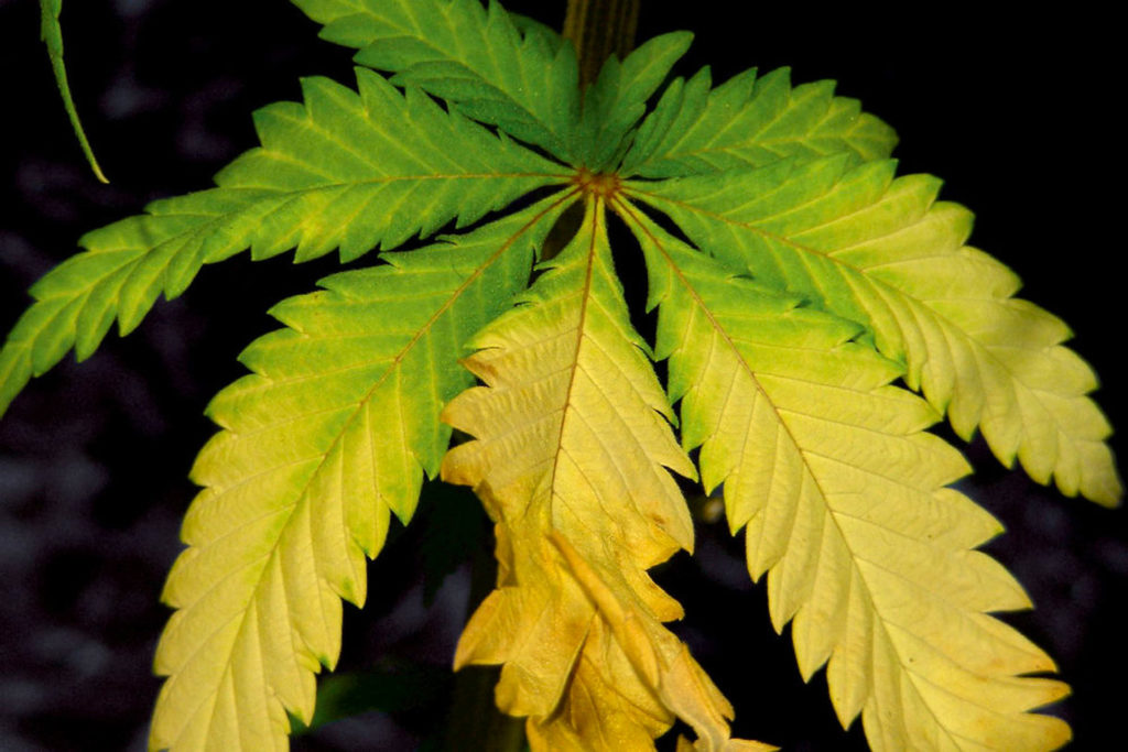 marijuana-leaves-turning-yellow-with-brown-spots