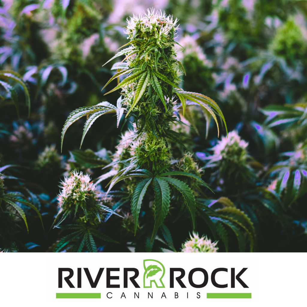 RiverRock dispensary in Colorado