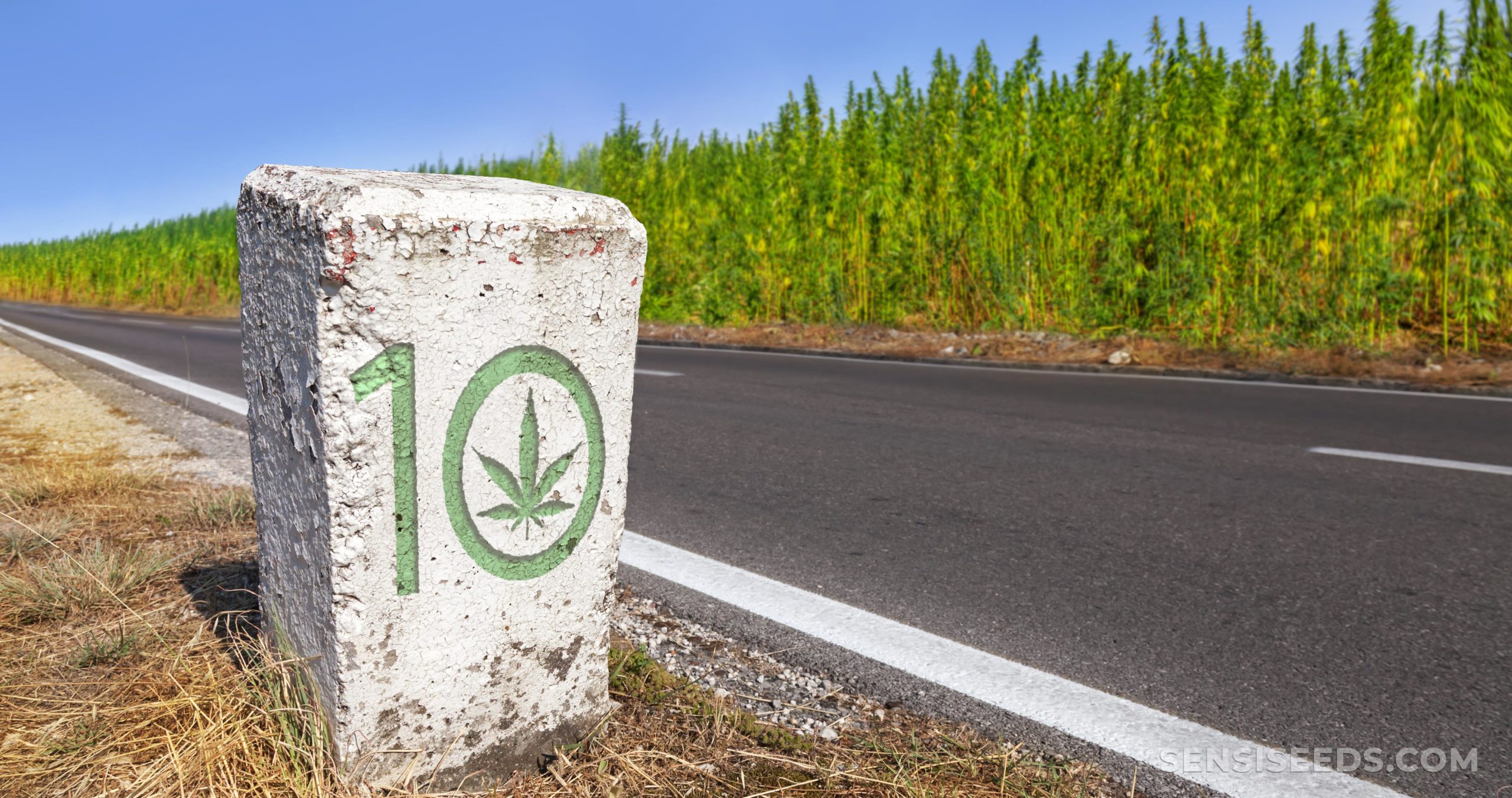 Een witte rechthoekige steen gegoten in de schaduw met een cannabismotief gesneden aan de voorkant