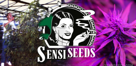 Sensi Seeds logo viejo y nuevo, y un joven Ben Dronkers con plantas de cannabis.