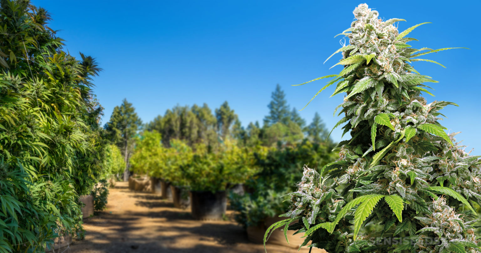 Cannabis Strain Focus California Indica from Sensi Seeds Sensi Seeds