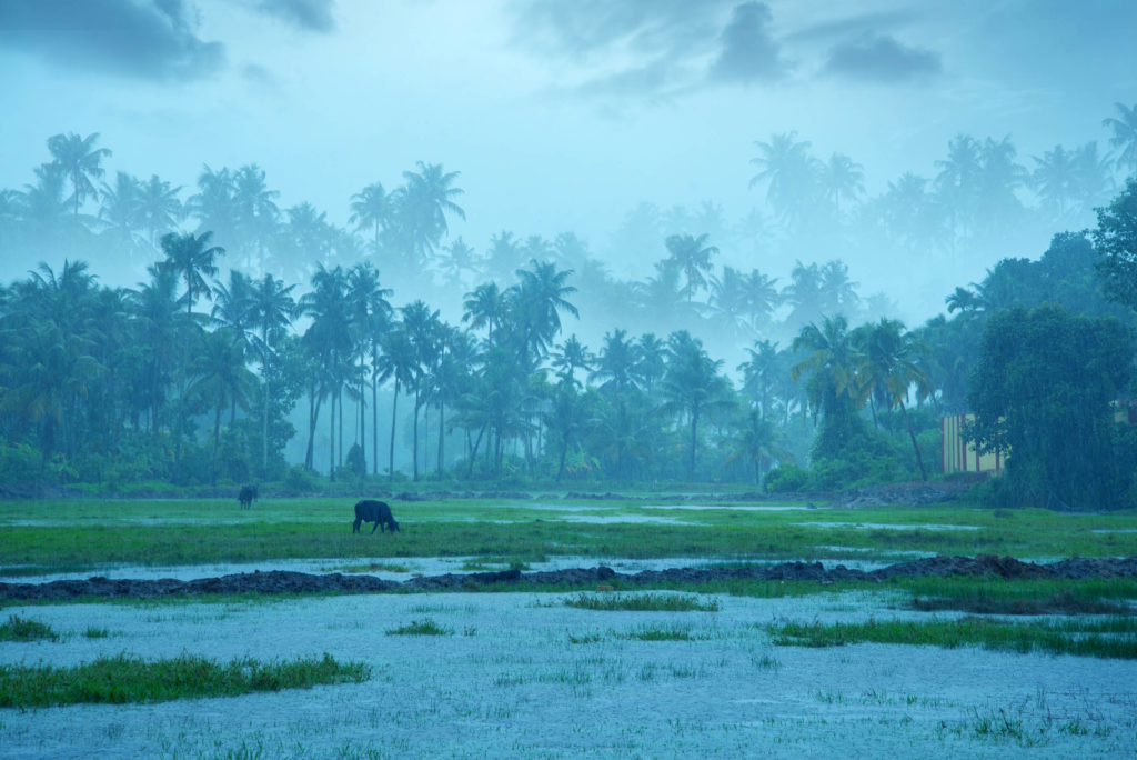 Una vaca en un campo bajo la lluvia, durante el monzón en Kerala.