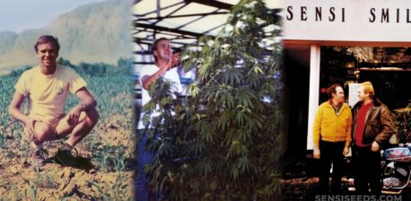 Collage de imágenes con plantas de cannabis y fundador de Sensi Semillas.