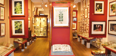 La sala de exposiciones de Hosth Marihuana & Hemp.