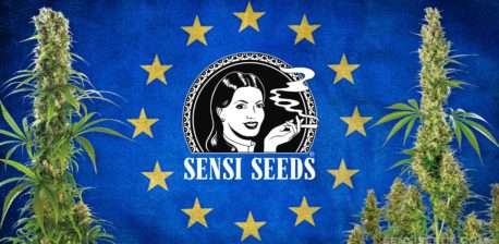 Logotipo de Sensi Semillas contra la bandera de la UE y las plantas de cannabis