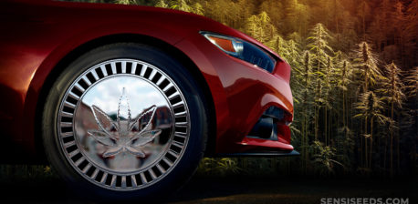 Car with a cannabis leaf on a rim and a field of hemp in the background