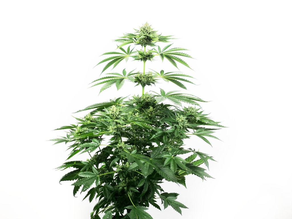 Skunk #1 Feminized cannabis plant in week 11 against the white background