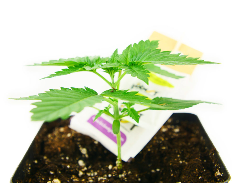 Skunk #1 Feminized cannabis seedling in week 2 growing from the ground