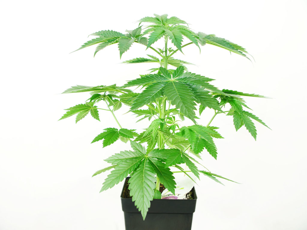 Skunk #1 Feminized cannabis plant in week 3 growing in a black pot