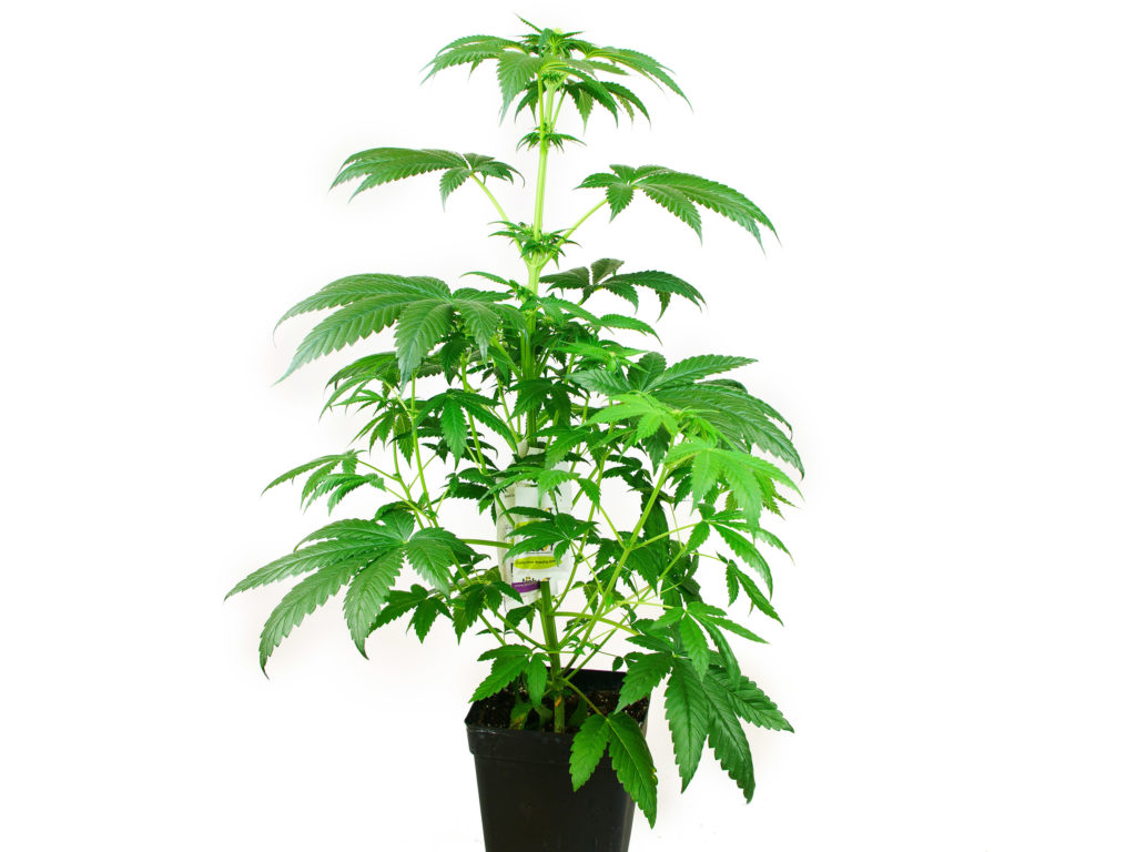 Skunk #1 Feminized cannabis plant in week 5 growing in a black pot