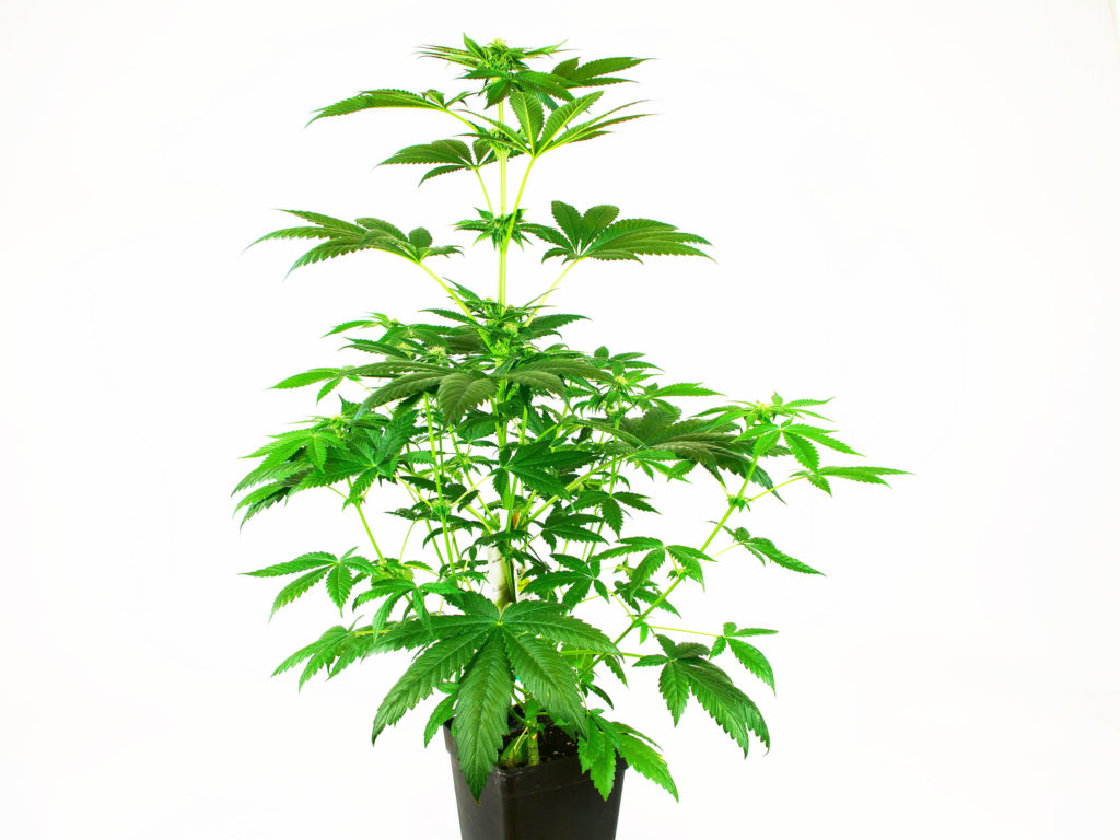 Skunk #1 Feminized cannabis plant in week 6 growing in a black pot