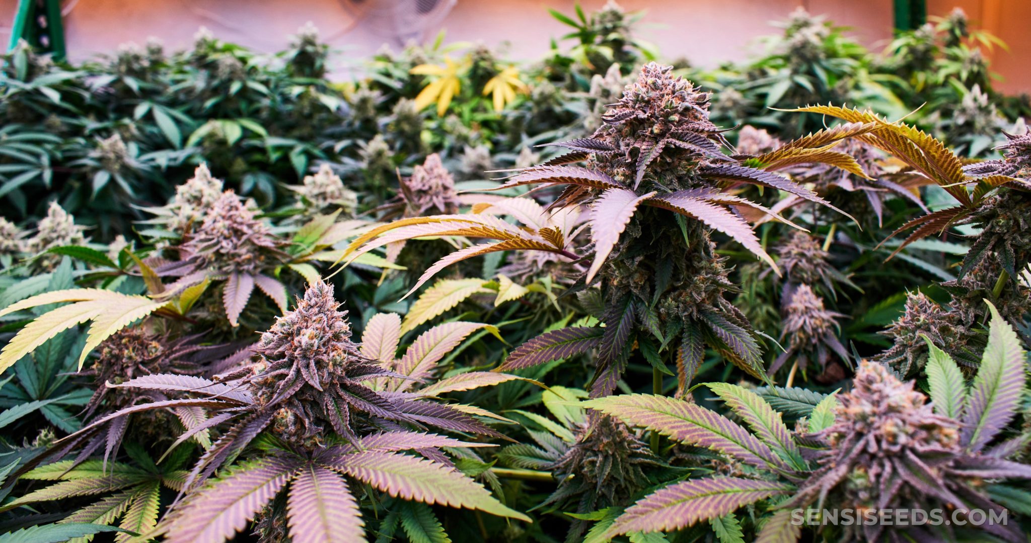 11 Best Indica Cannabis Strains Sensi Seeds