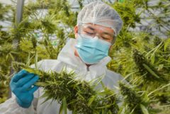 A man in white coat with mask and glasses inspecting a cannabis plant