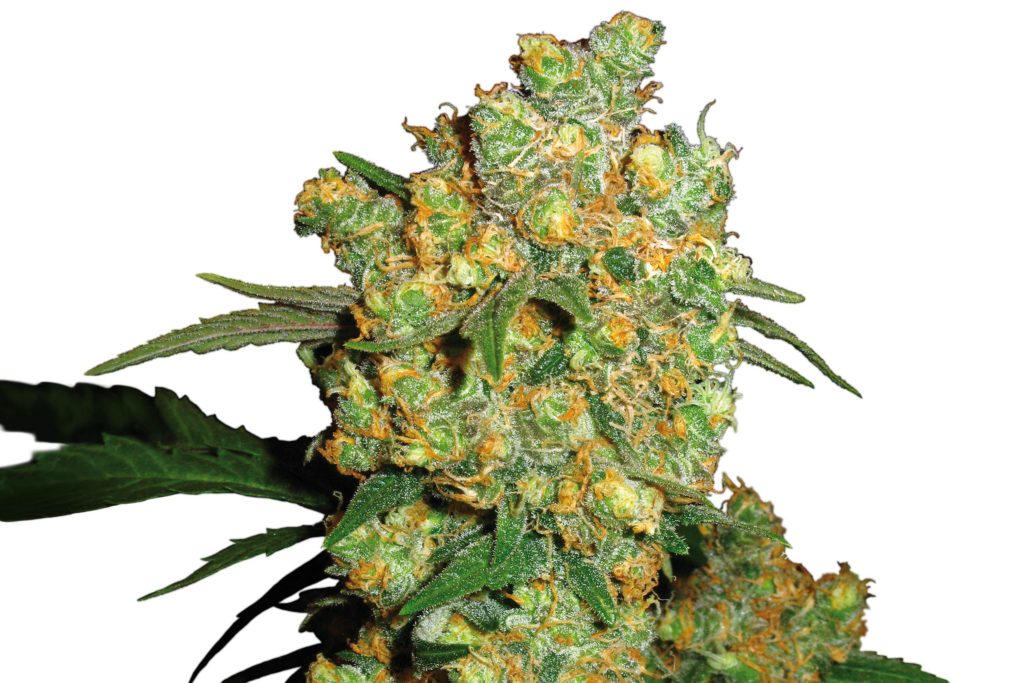 Big Bud cannabis flower against the white background