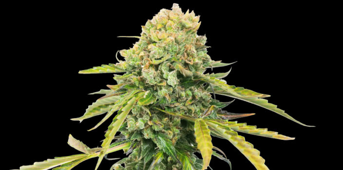 Sensi Seeds Blog - Sensi Seeds