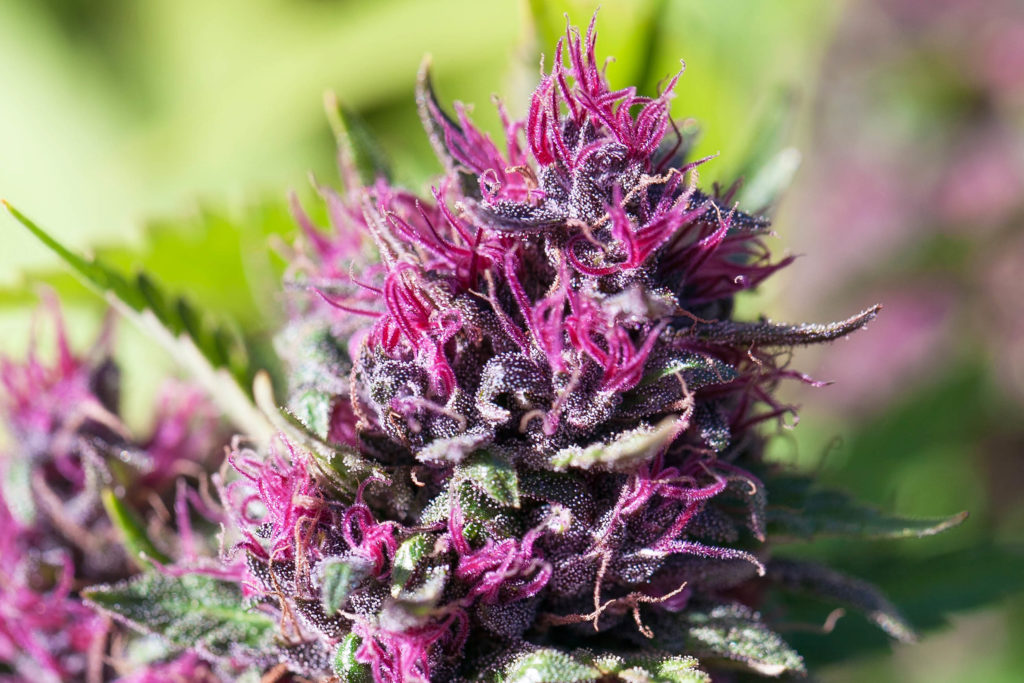 Granddaddy Purple cannabis flower close-up with purple pistils