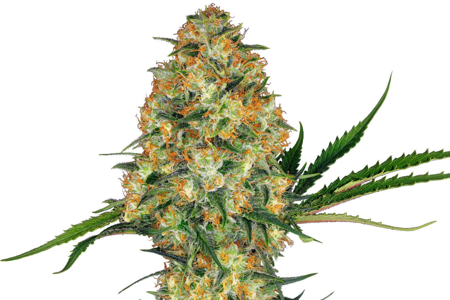11 Best Indica Cannabis Strains Sensi Seeds