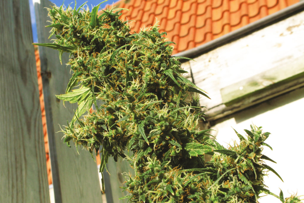 Close-up of Jamaican Pearl cannabis flower growing in a yard