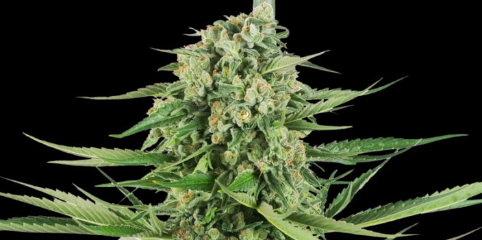 Sensi Seeds Blog - Sensi Seeds