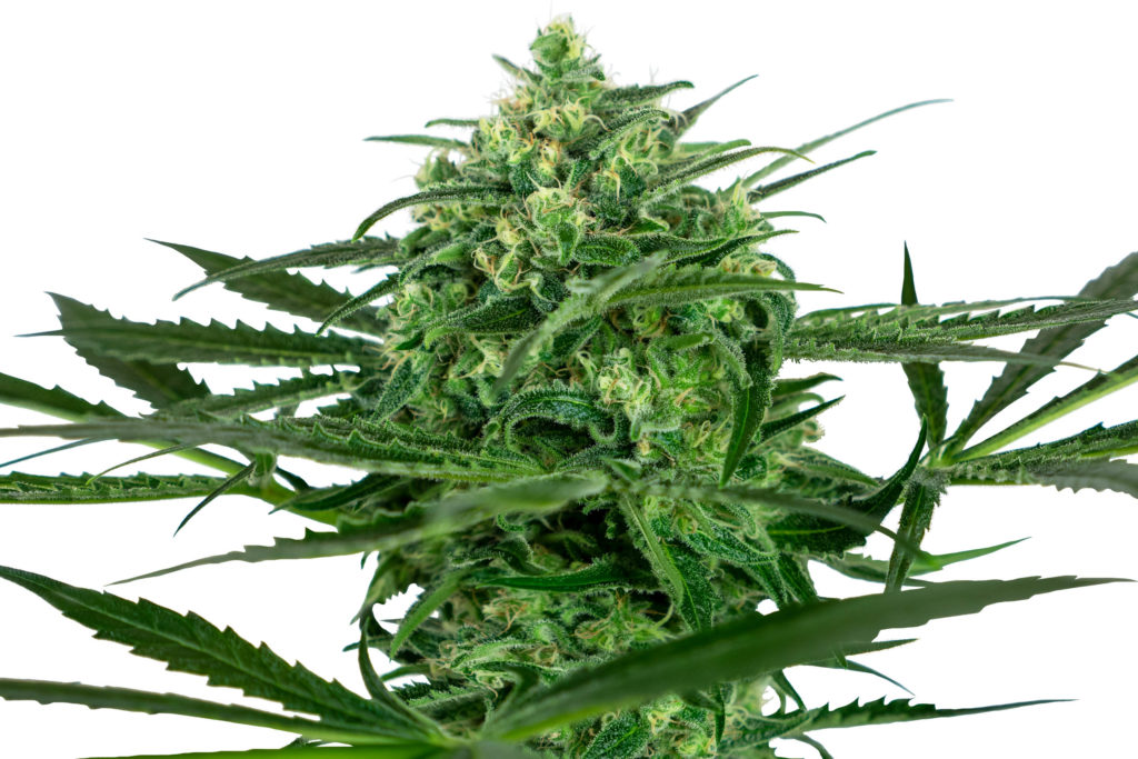 Sensi Amnesia cannabis flower against the white background