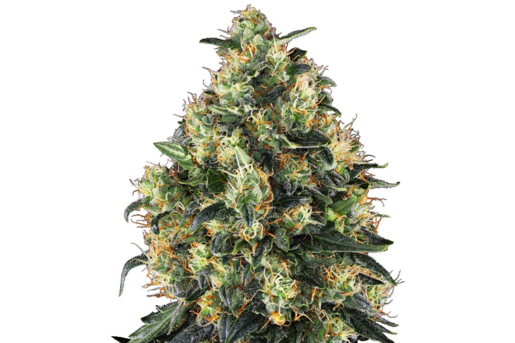 Super Skunk cannabis flower against the white background