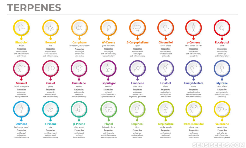 Una infografía con varios terpenos explicados contra el fondo blanco