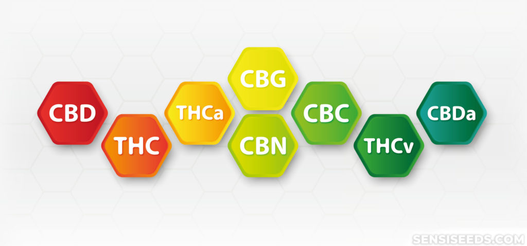 Diferentes cannabinoides en hexágonos coloridos contra la superficie blanca