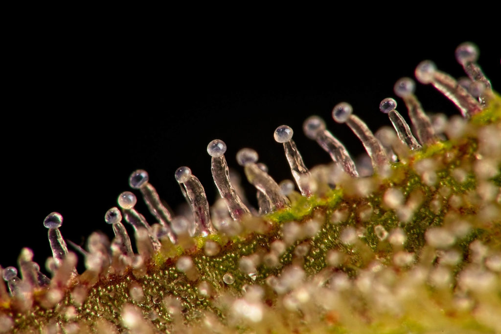 Un primer plano de planta de cannabis con tricomas contra el fondo negro