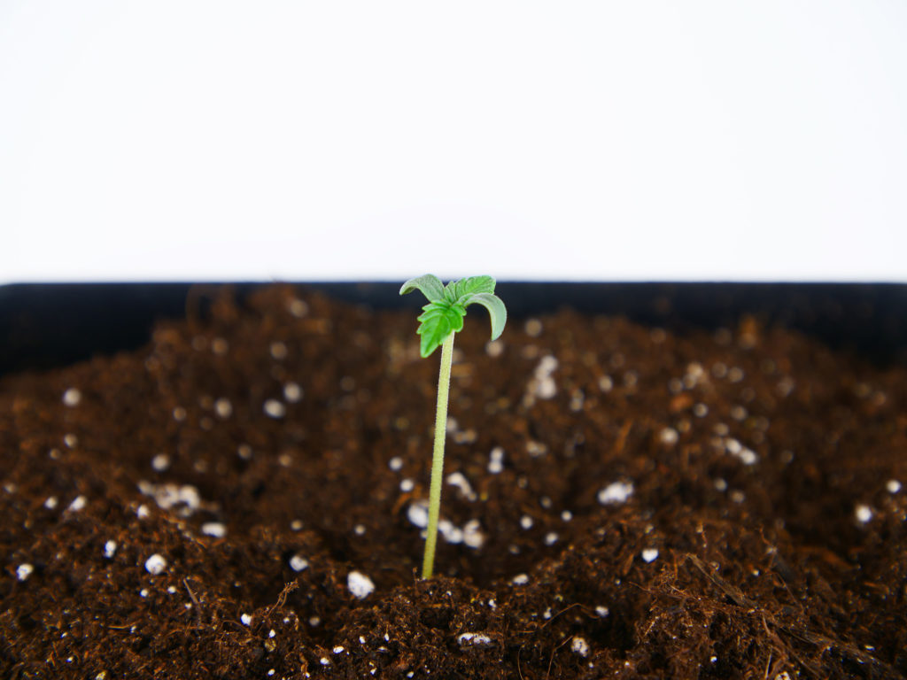 Double Kush Cake Automatic cannabis seedling growing from the ground