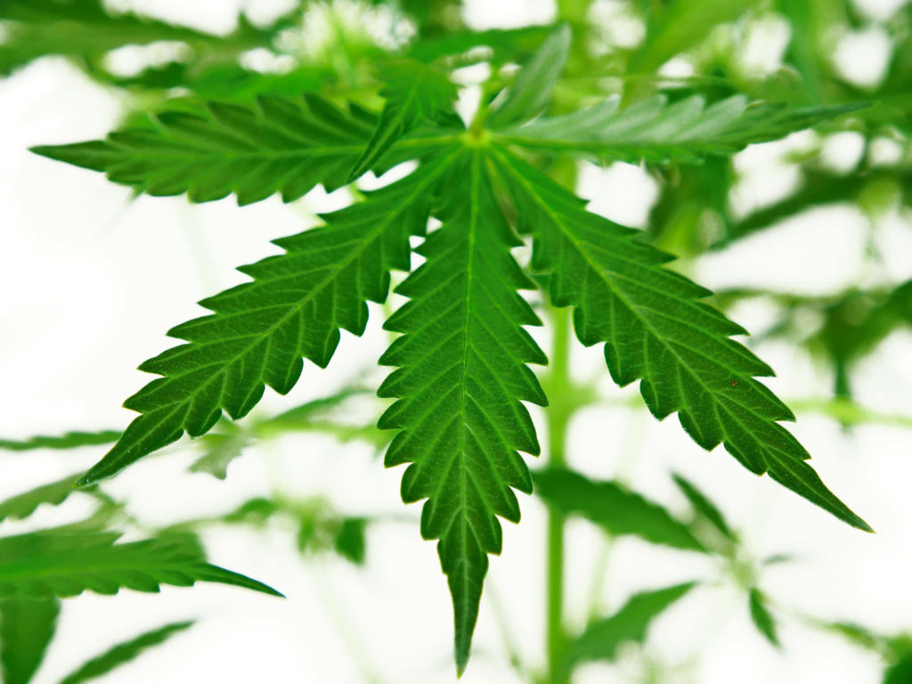 Double Kush Cake cannabis leaf close-up in week 5 against the white background