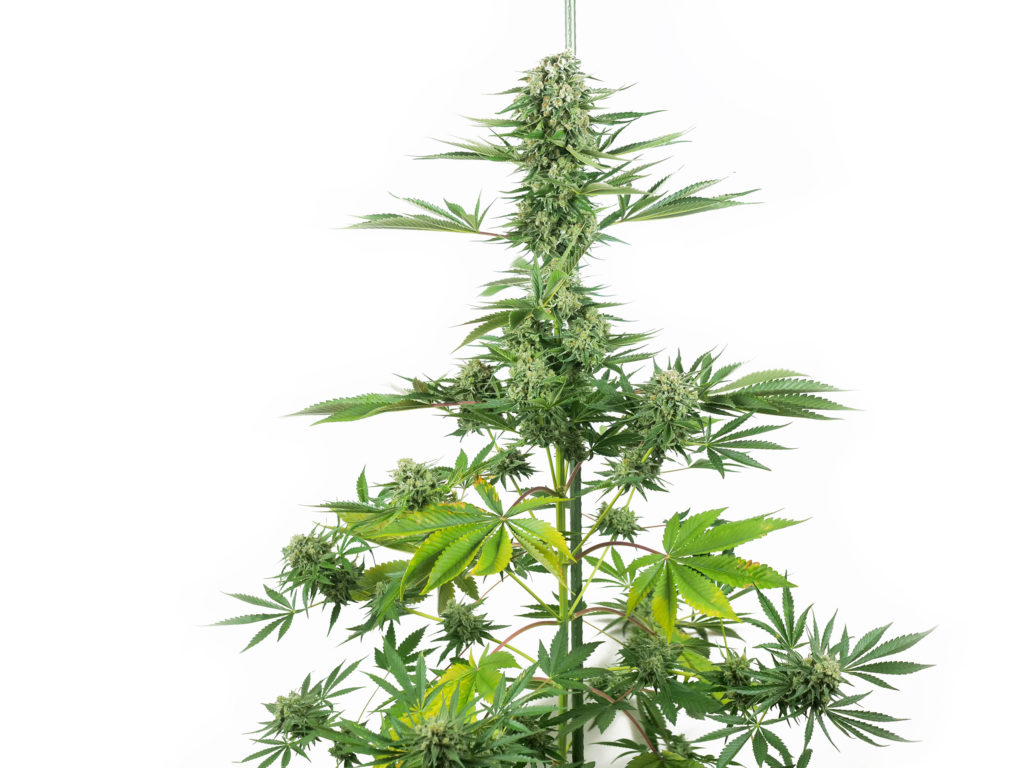 N13 Kush Feminized cannabis flower in week 11 against the white background