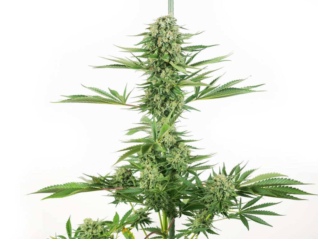 N13 Kush Feminized cannabis plant in week 11 against the white background