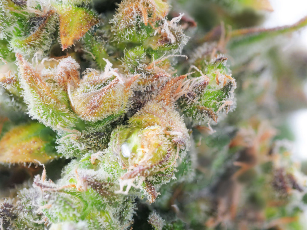 Double Kush Cake cannabis bud close-up in week 13