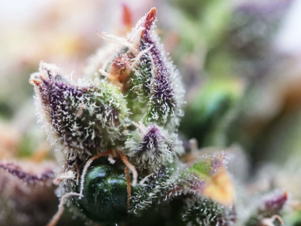 Double Kush Cake cannabis flower and pistils close-up in week 13