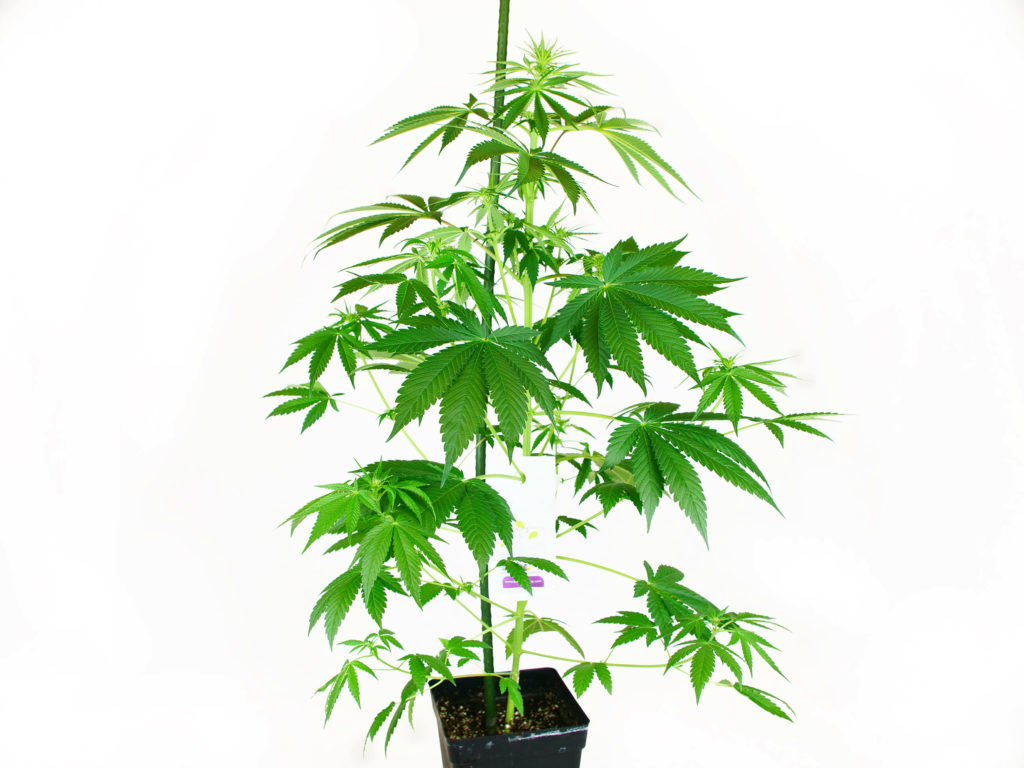 N13 Kush Feminized cannabis plant in week 6 against white background