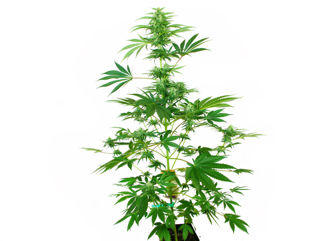 N13 Kush Feminized cannabis plant in week 8 against white background