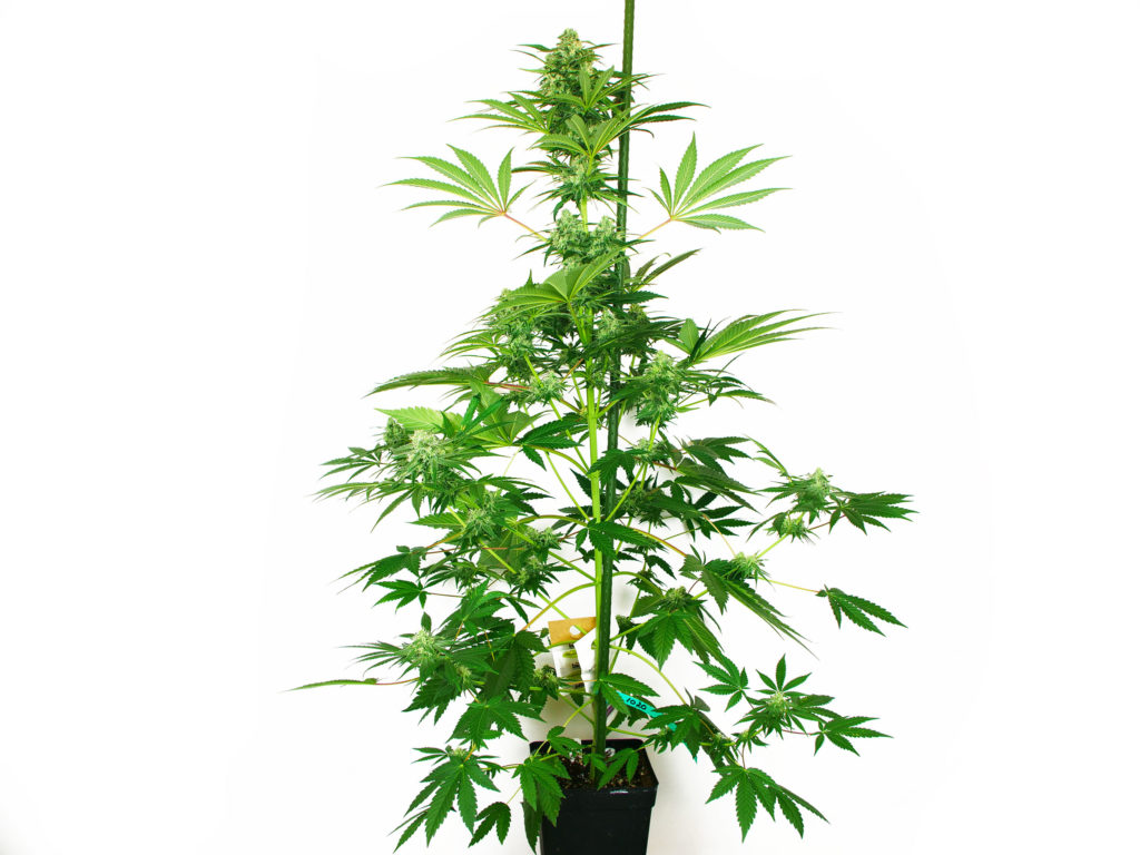 N13 Kush Feminized cannabis plant in week 9 against the white background