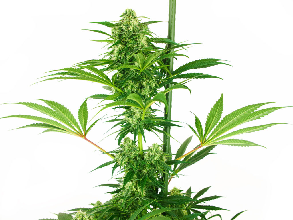 N13 Kush Feminized cannabis flower in week 9 against the white background