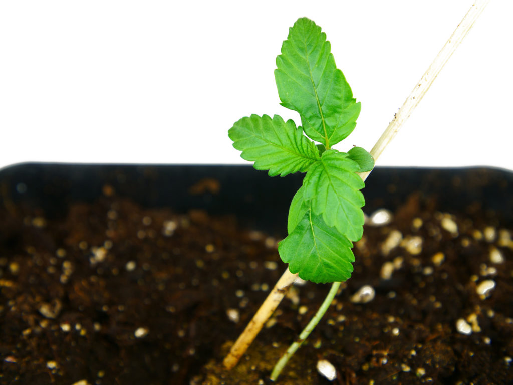 N13 Kush Feminized cannabis seedling with first developed leaves