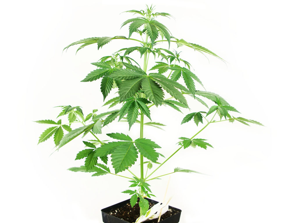 N13 Kush Feminized cannabis plant in week 4 growing in a black pot