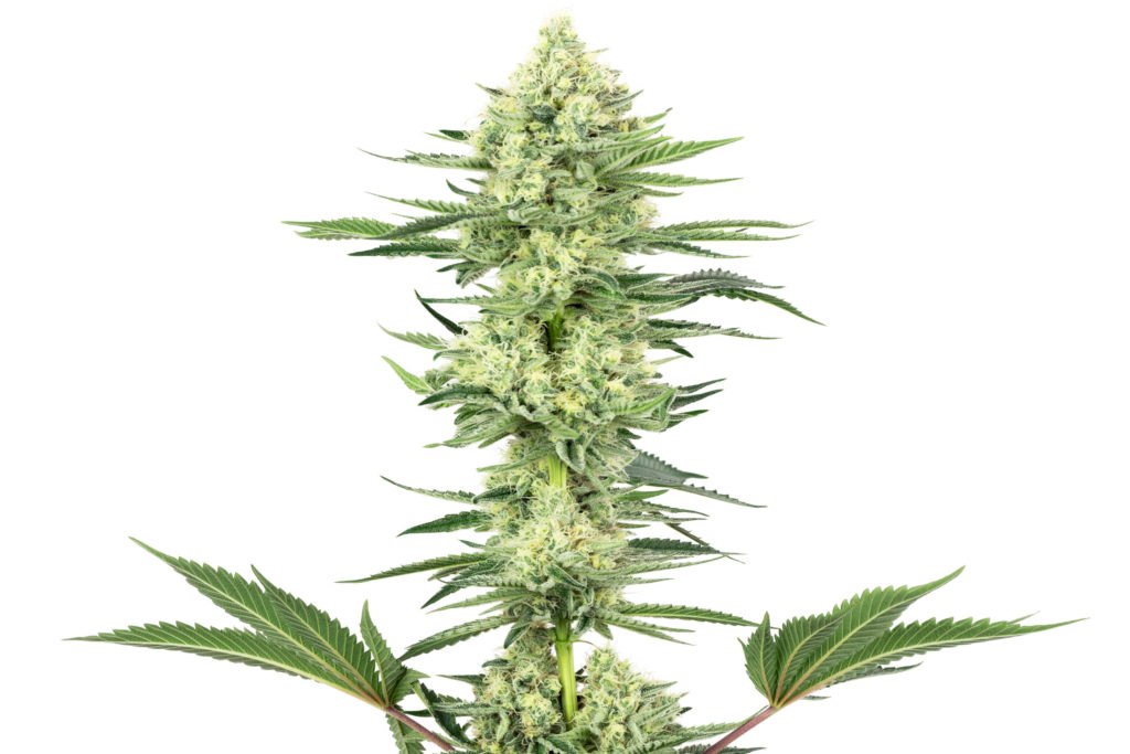 White Gorilla Haze cannabis flower against the white background