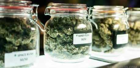 Dried cannabis flowers in labeled mason jars on a shelf