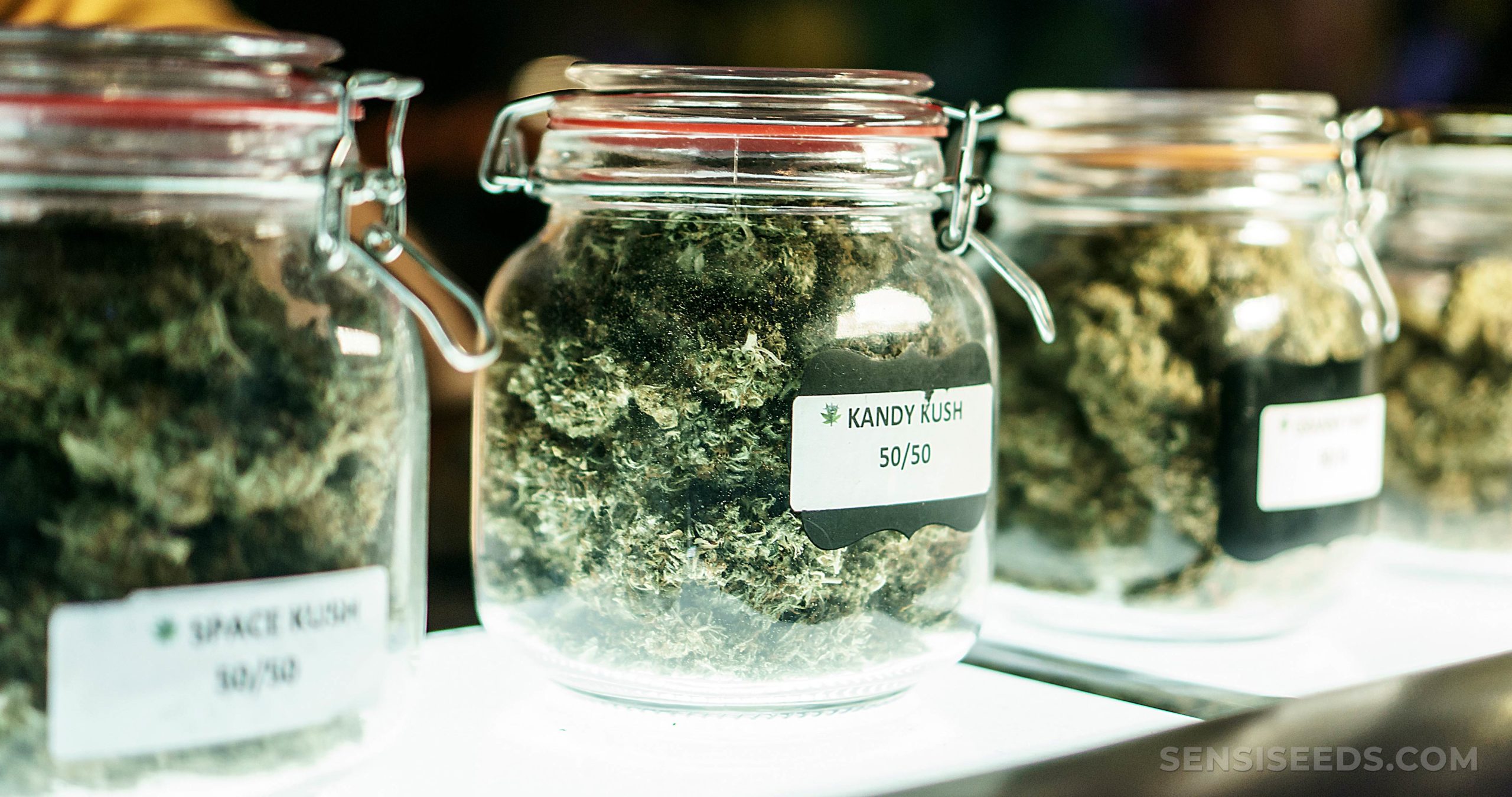 Top 11 Barcelona Cannabis Social Clubs - Sensi Seeds