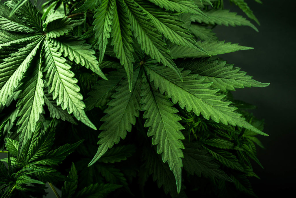 La planta de cannabis: De las raíces a los pistilos - Sensi Seeds